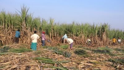 Sugar Industry Crisis: Chakka Jam in Maharashtra, Karnataka Over Farmers’ Demands